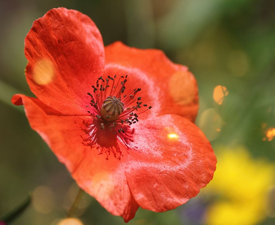 poppy, macro, red, flower, natural, blossom, nature, papaver HD wallpaper