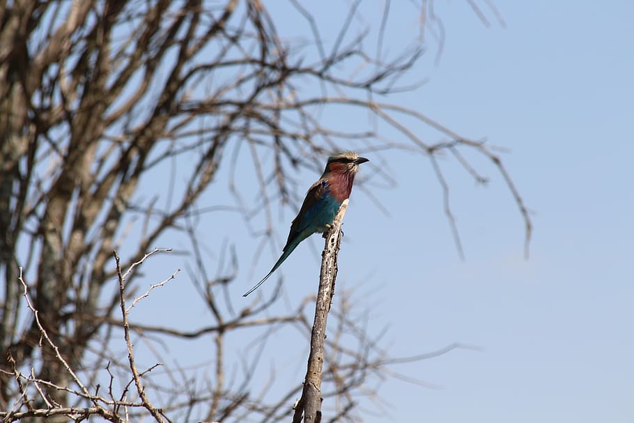 lilac, bird, kenya, animals in the wild, vertebrate, animal wildlife HD wallpaper