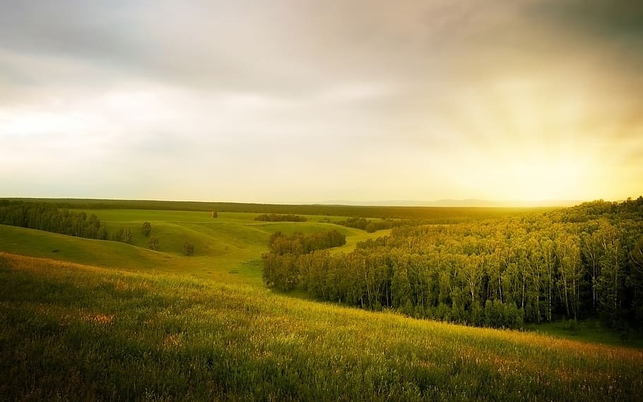 landscape during daytime, forest, open space, field, summer HD wallpaper