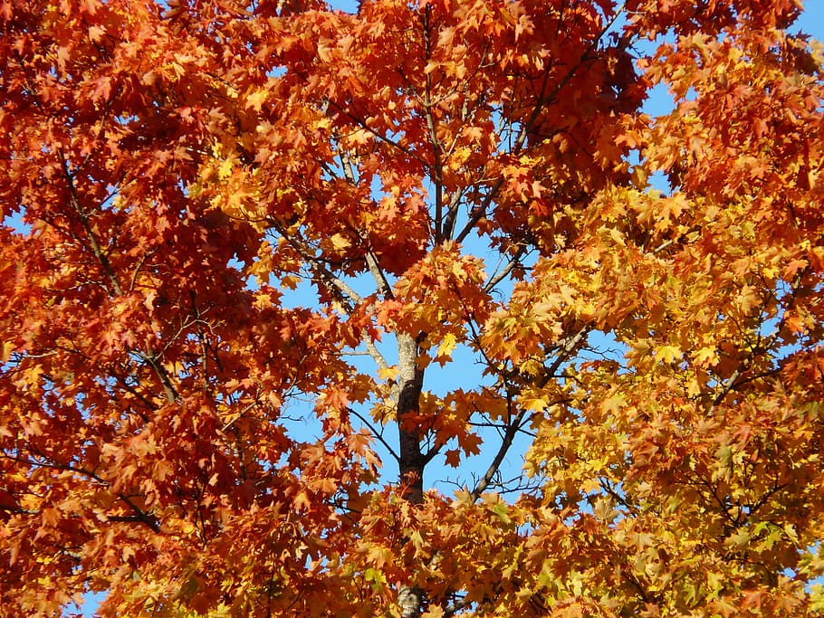 fall leaves, tree, maple, fall color, coloring, autumn forest HD wallpaper