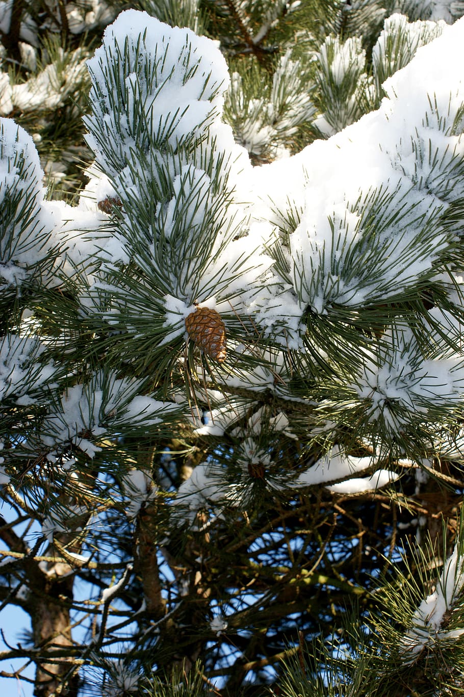 Snow, Winter, Cold, Pine, Conifer, pine branch, tannenzweig HD wallpaper