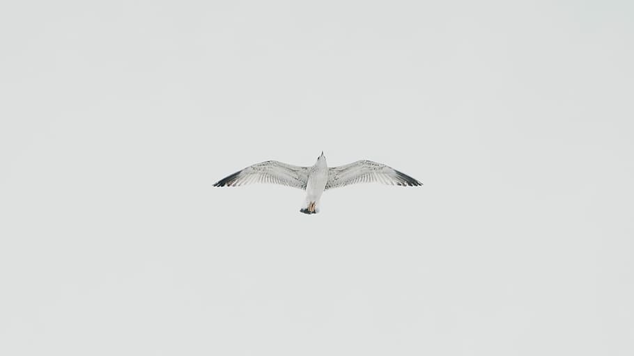white bird on flight under white sky at daytime, white bird flying in the air HD wallpaper