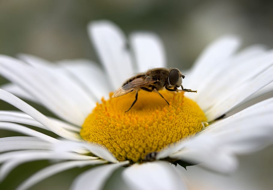 bee, daisy, pollen, work, insecta, nature, flower, white, animal wildlife HD wallpaper
