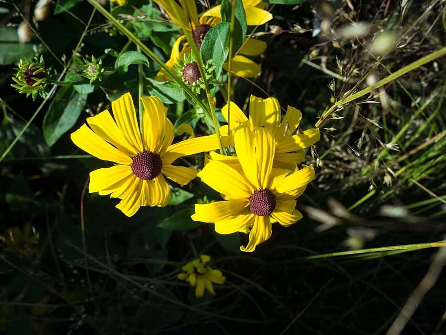 Two Yellow Flowers, black, leaves, shadow, Macro, Nature, Spring HD wallpaper