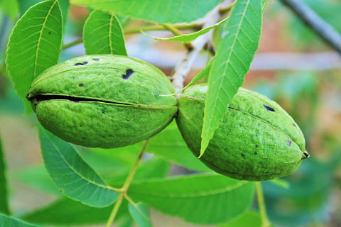 nut, pecan, shell, green, maturing, fruit, green color, leaf HD wallpaper