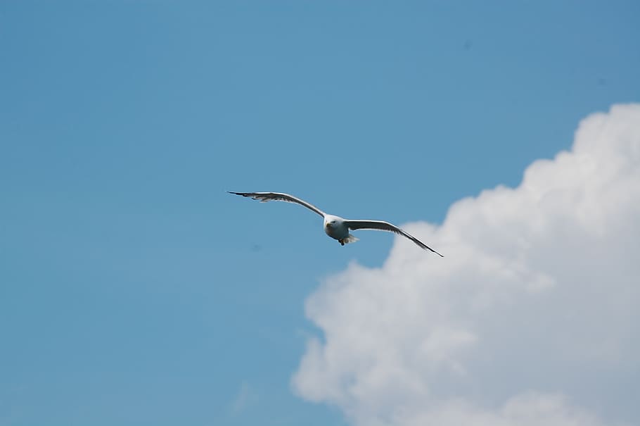 sky, seagull, clouds, fly, bird, ali, flight, animal wildlife HD wallpaper