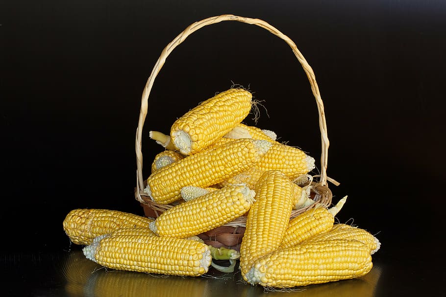 photo of yellow corns, maize, mealies, sweetcorn, starch, carbohydrates, HD wallpaper