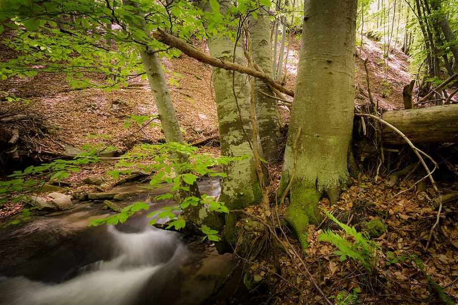 wood, landscape, nature, water, creek, environment, fall, flora HD wallpaper
