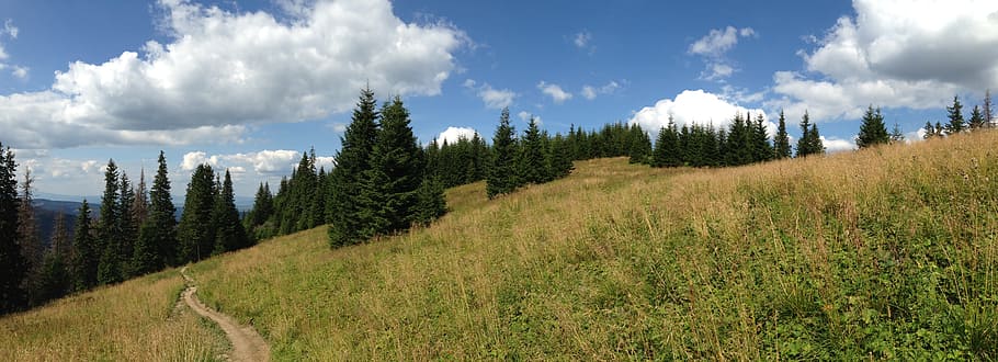 trail, landscape, tree, nature, tatry, poland, tourism, hiking trails HD wallpaper