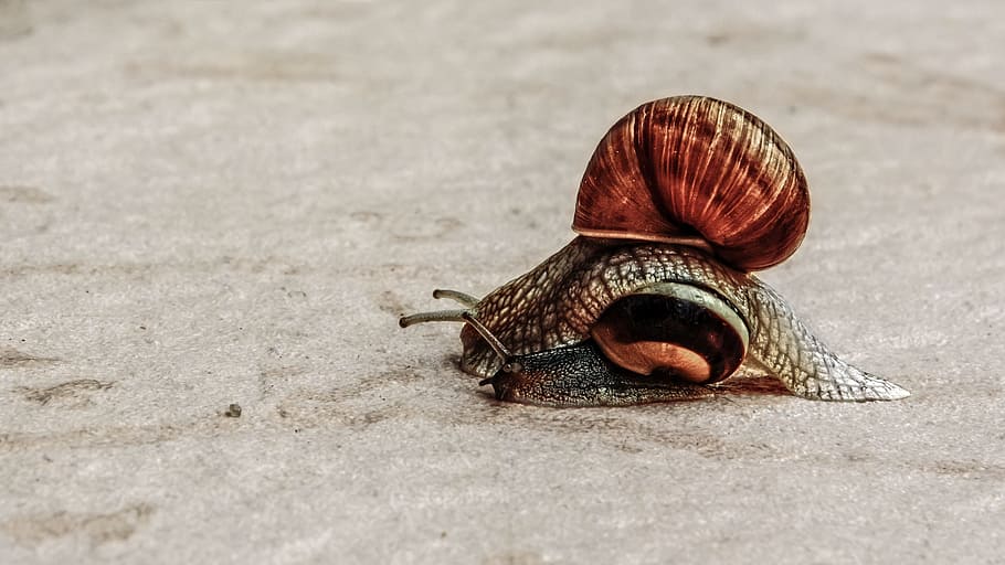 overtaking, snail, slowly, shell, animal, animal themes, animal wildlife HD wallpaper