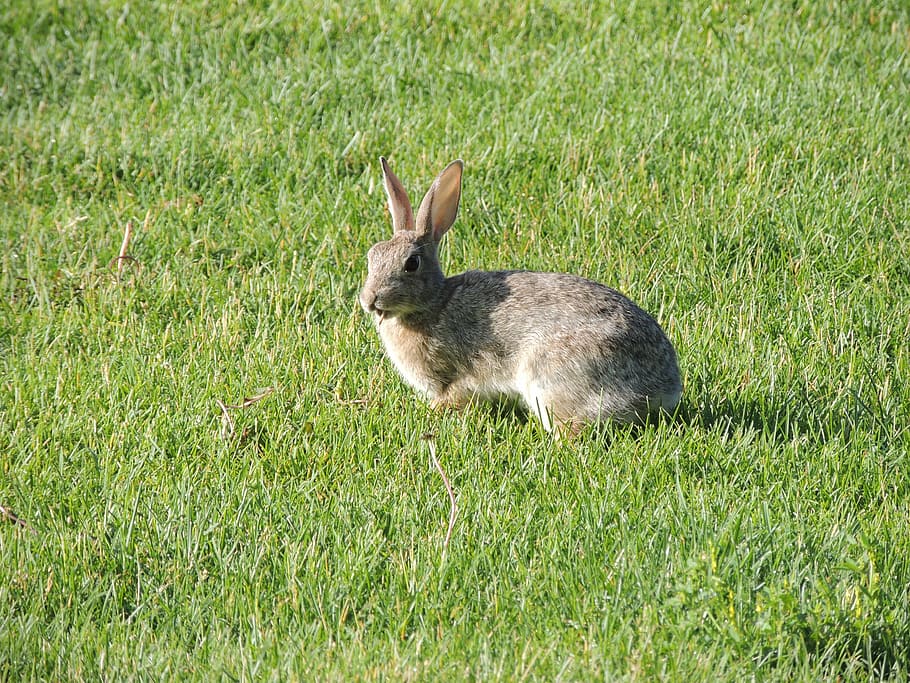 gray rabbit on green grass at daytime, bunny, brown, animal HD wallpaper