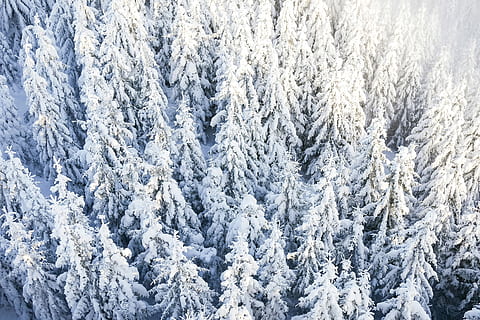 Pine Trees Under The Snow, cold, drone photography, drones, forest HD wallpaper