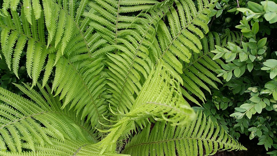 nature, green, leaf, plant part, green color, growth, fern HD wallpaper