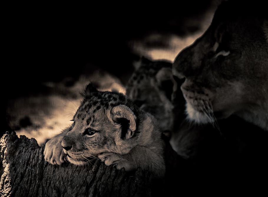 grayscale photo of three tigers looking behind trunk, lion cub