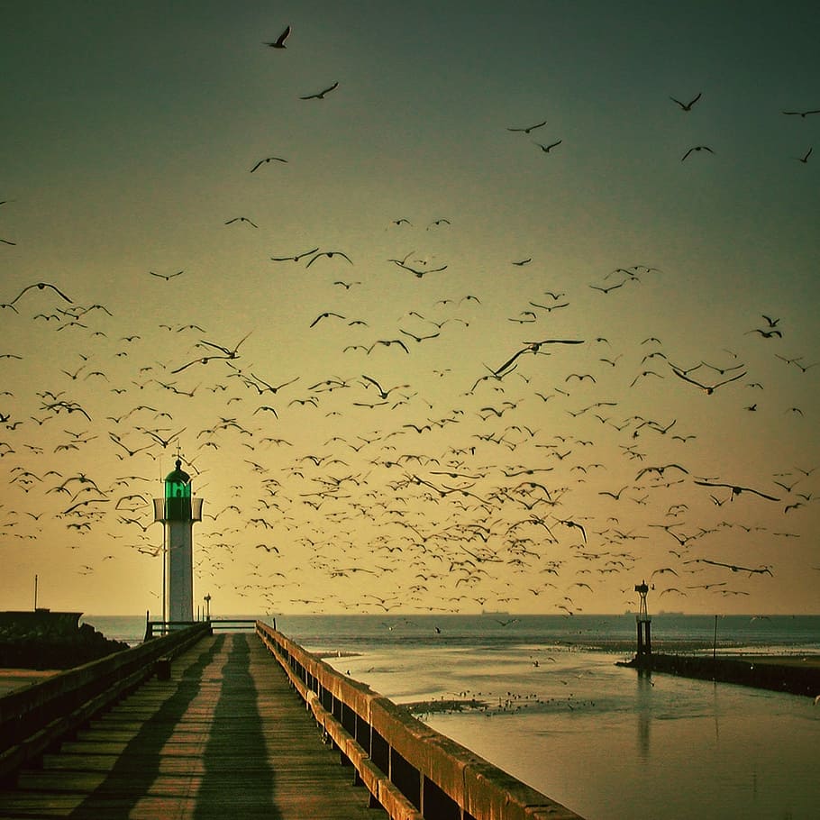 flock of birds across the bridge, lighthouse, gulls, sky, seagull HD wallpaper