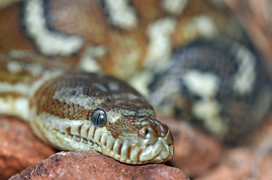 brown snake in shallow focus, macro shot photography of brown reticulated python HD wallpaper