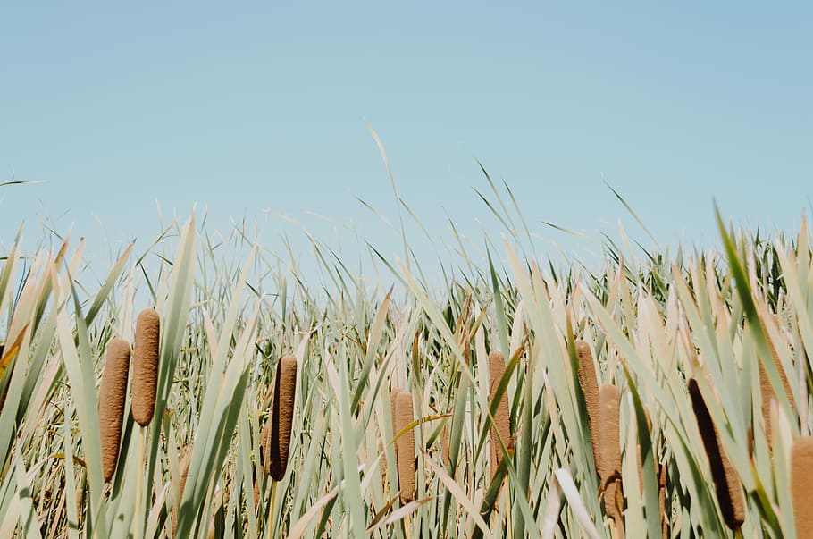 green grass and blue sky horizon, field of cocktail plant, crops HD wallpaper