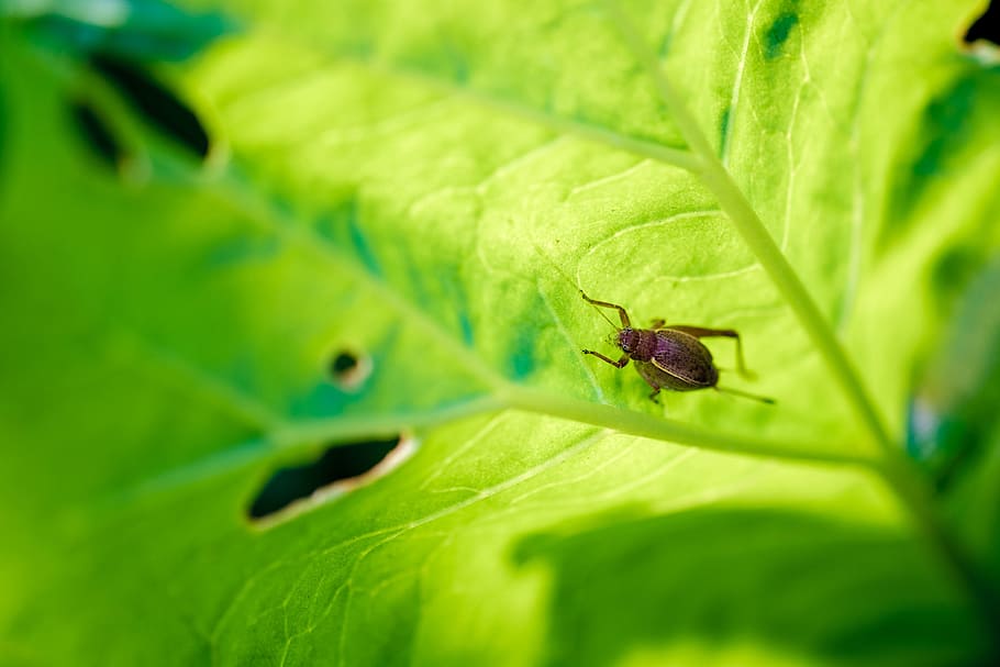 bug, insect, leaf, cricket, green, invertebrate, plant part HD wallpaper