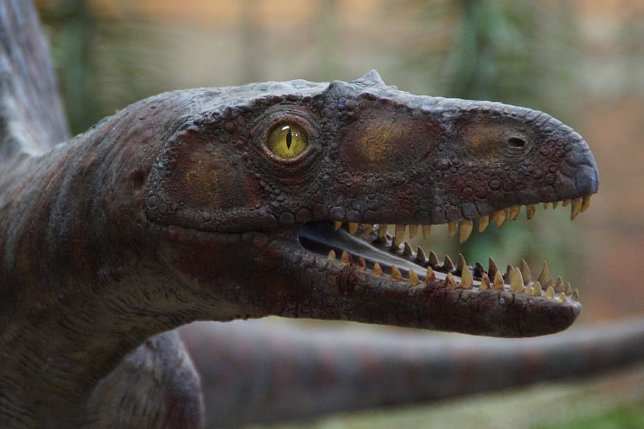 Prehistoric Times, Evolution, urtier, exhibit, museum, museum of natural history HD wallpaper