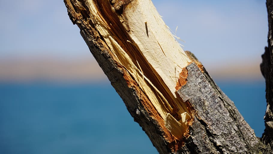 nature, tree, trees, sky, tree trunk, focus on foreground, wood - material HD wallpaper