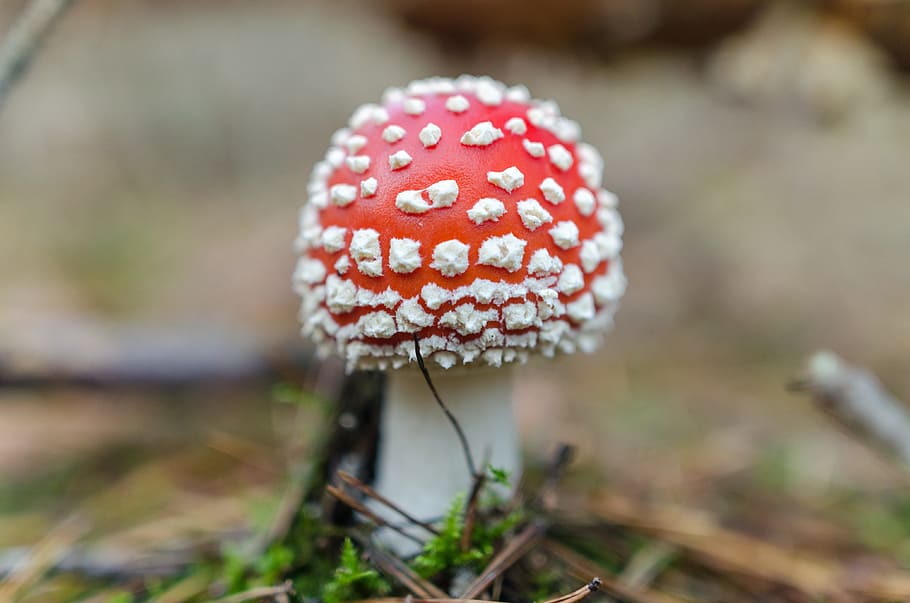 toadstool, mushroom, nature, fungus, autumn, background, poisonous, HD wallpaper