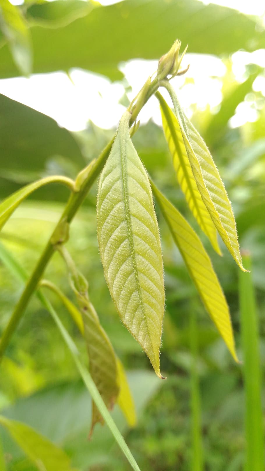 fresh, green, leaves, green color, plant, plant part, leaf HD wallpaper