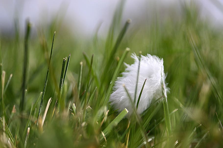 spring, grass, a feather, green grass, spring day, garden, vegetation HD wallpaper