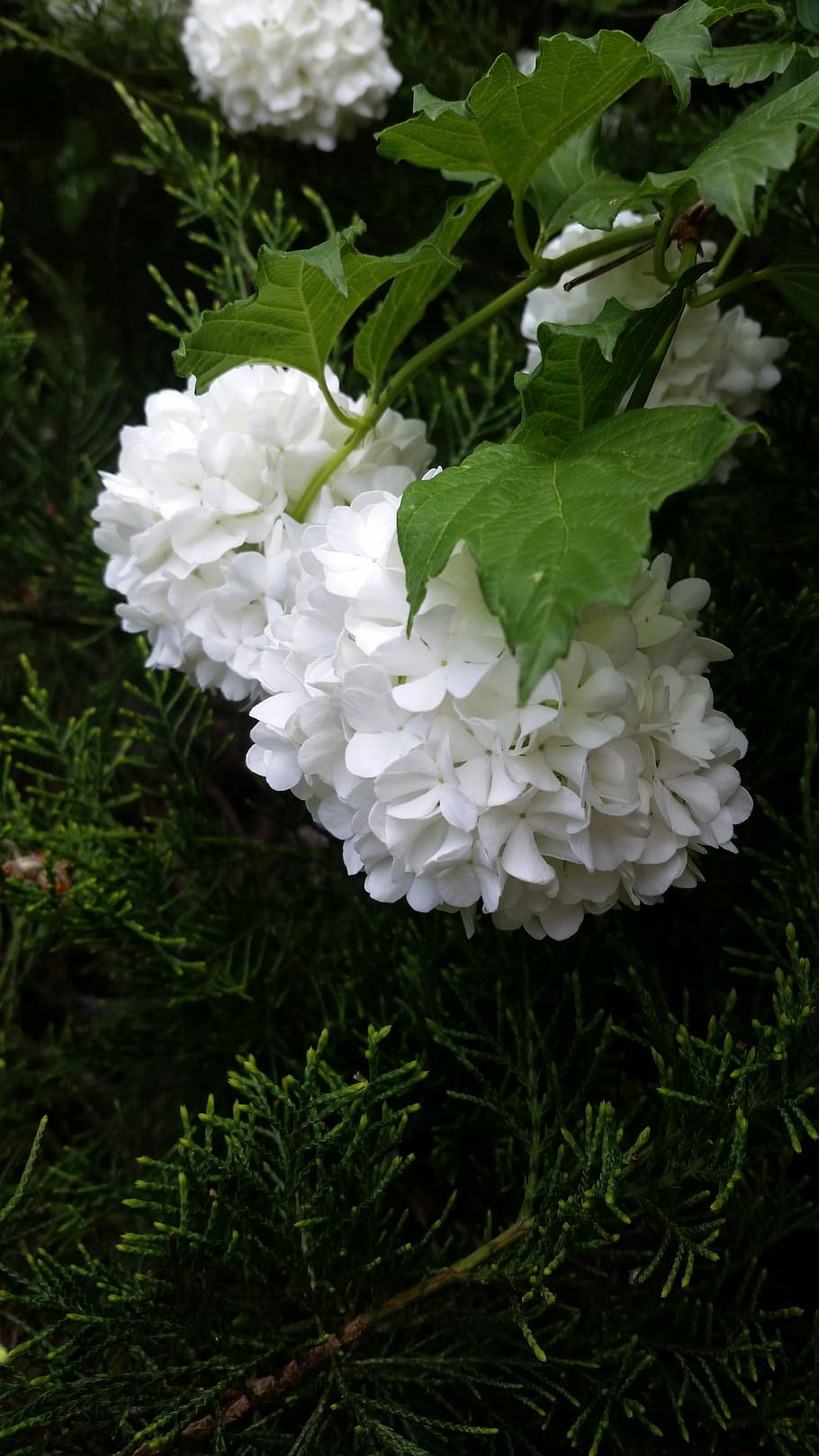 white, flowers, desktop, background, ball, tree, plant, white color HD wallpaper