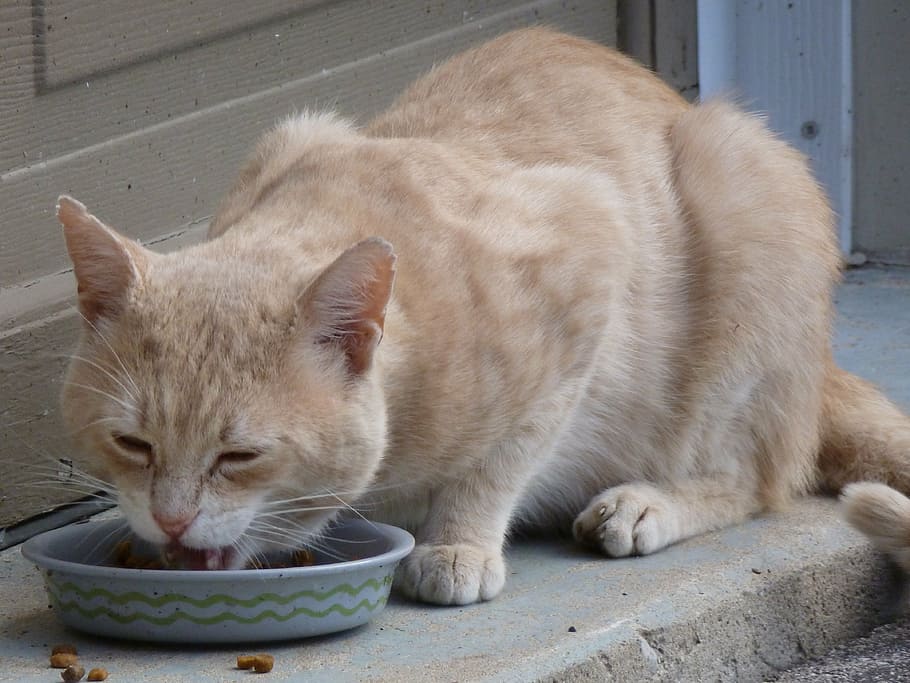 orange tabby cat eating in round gray bowl beside door, stray