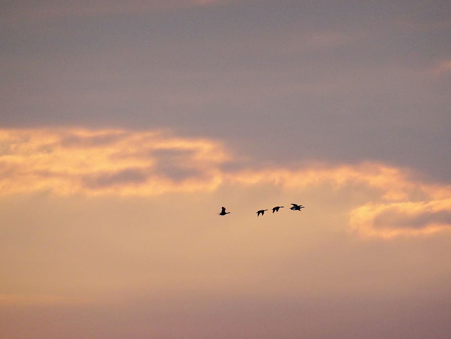 sunset, sky, clouds, birds, flying, vertebrate, animal themes HD wallpaper
