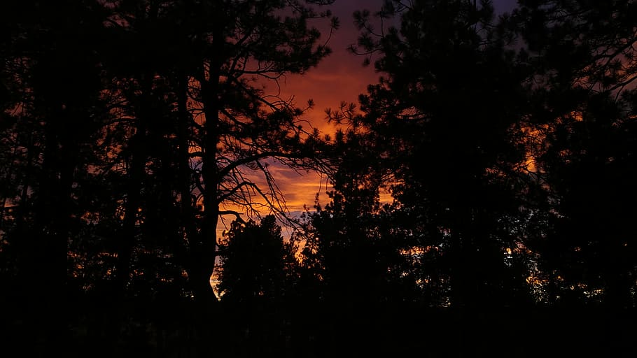 trees, sunset, night, forest, nature, plant, beauty in nature HD wallpaper