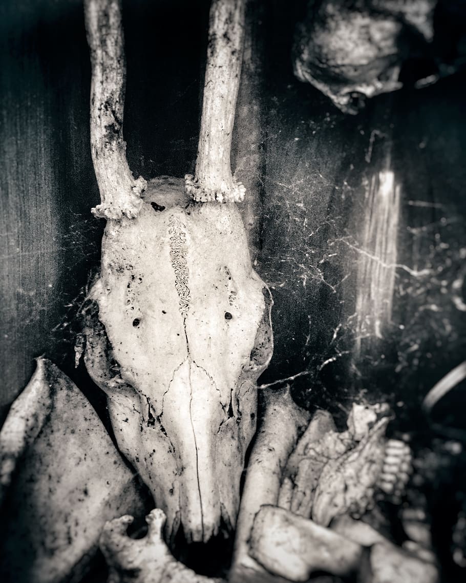 roe deer, bone, forest, skull bone, skeleton, close-up, no people HD wallpaper
