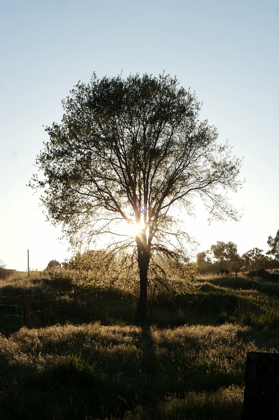 silhouette of tree, photo, grass, field, nature, sky, sunlight HD wallpaper