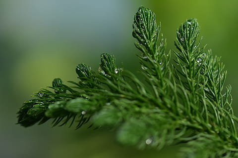 fir, spruce, coniferous, pine leaf, fresh, wet nature, mist HD wallpaper