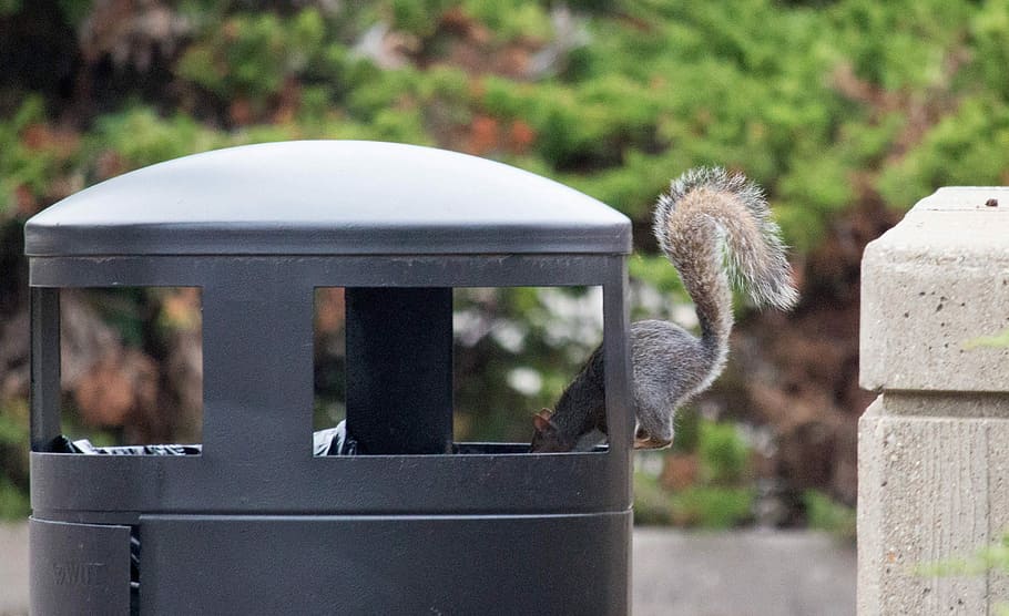 nature, squirrel, trash, fall, wildlife, animal themes, animal wildlife HD wallpaper