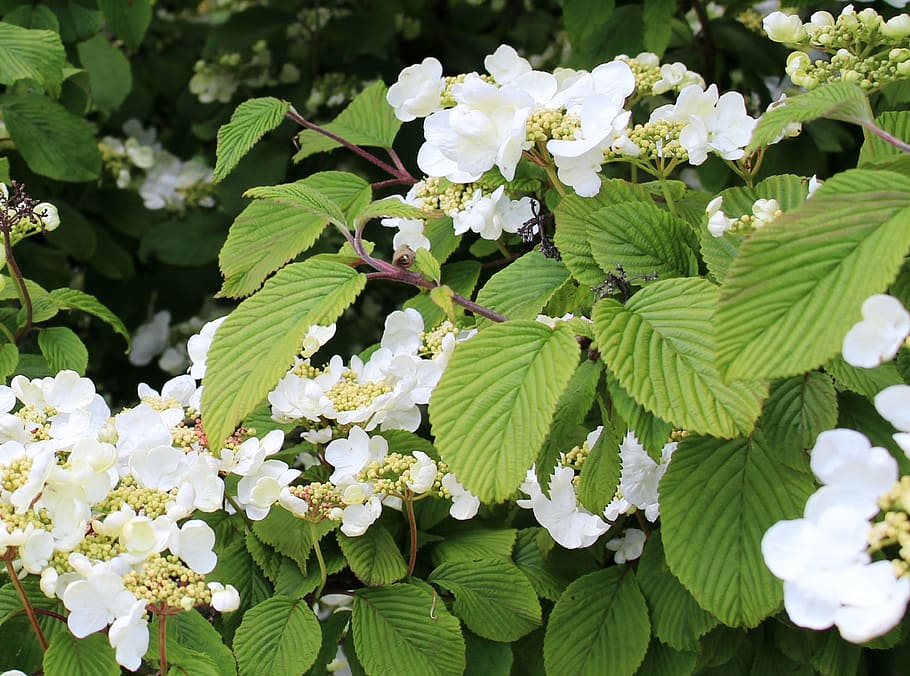 bush, hydrangea, climbing, flowers, leaves, spring, flowering plant HD wallpaper