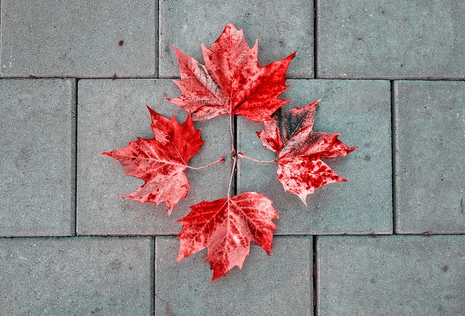 leaves, autumn leaves, pavement, stone, tile, four, 4, pattern, HD wallpaper