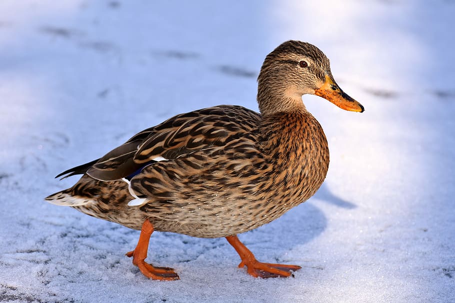 brown duck walking on snowfield, mallard, winter, cold, colorful, HD wallpaper