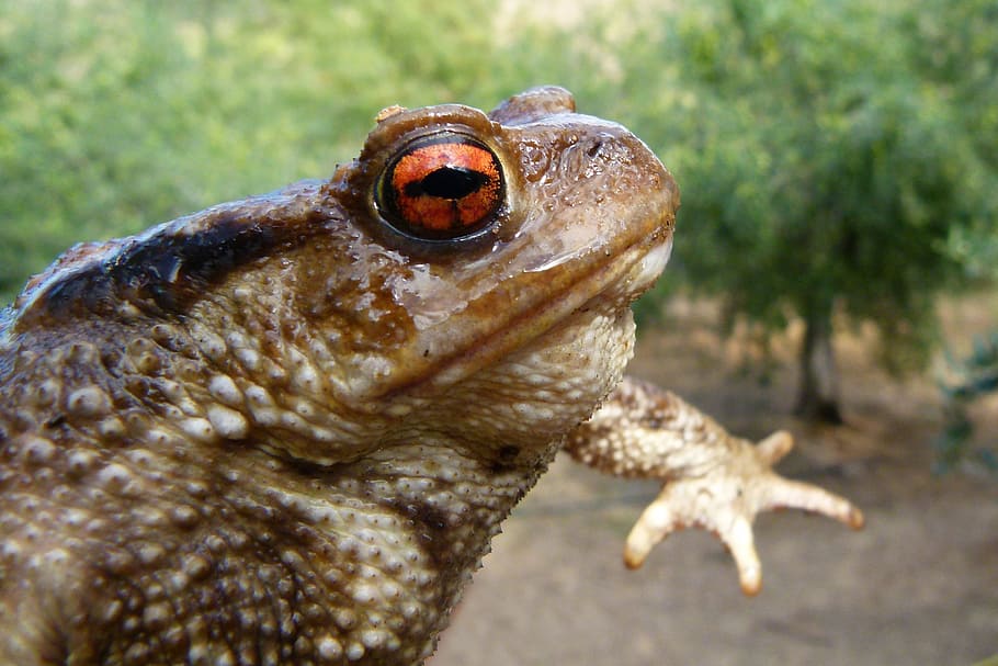 toad, bufo bufo, batrachian, warts, rough skin, animal themes HD wallpaper