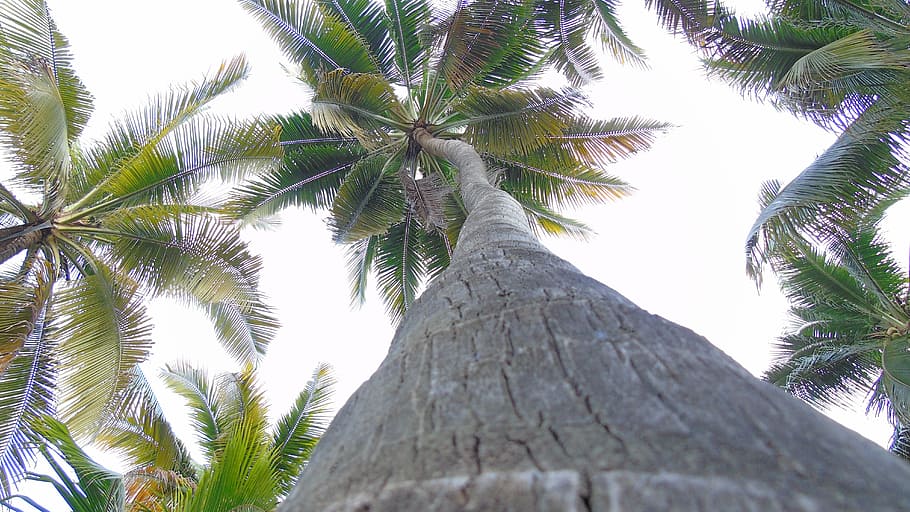 palm tree, nature, plant, tropical climate, low angle view HD wallpaper