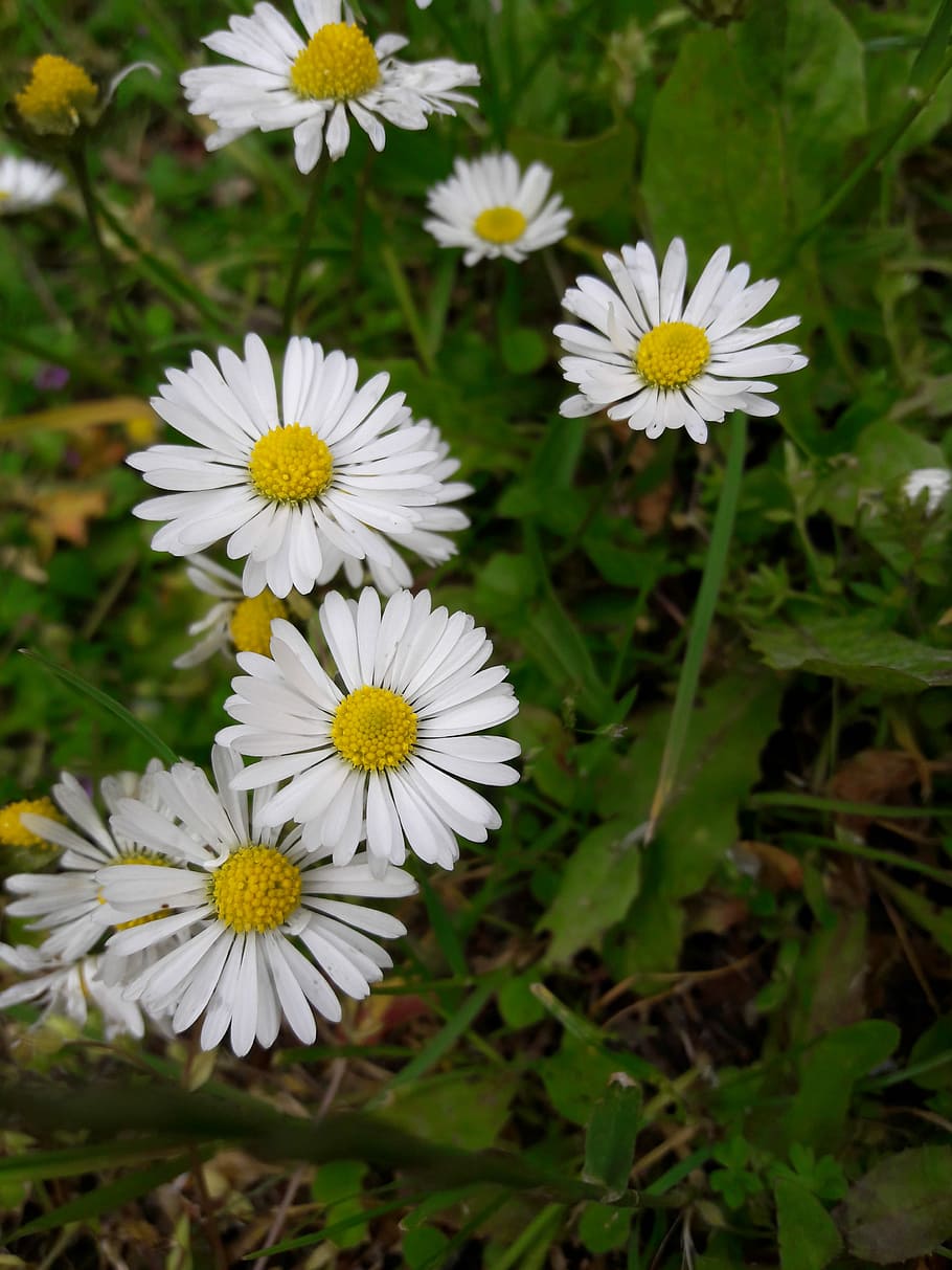 Chamomile, Flower, Nature, daisy, summer, plant, green Color HD wallpaper