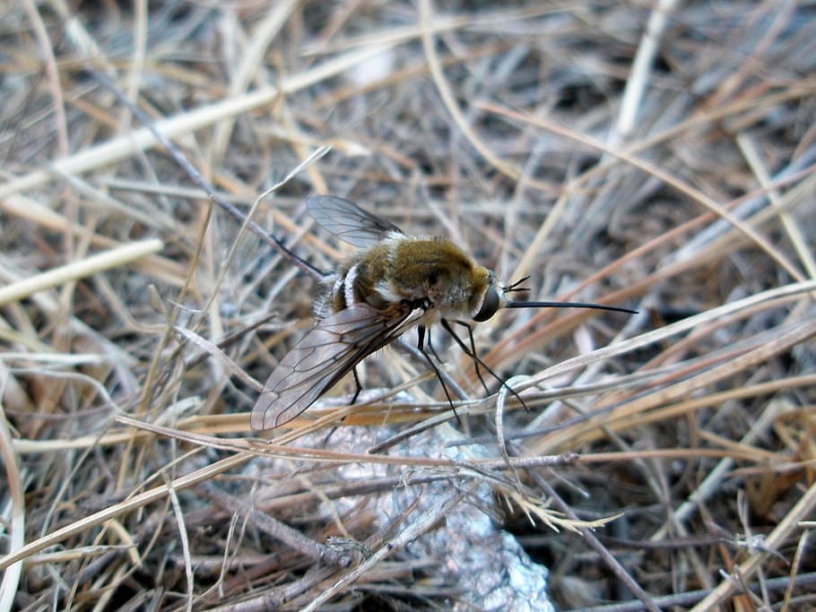 bumblebee, insect, insects, animals, animals in the wild, animal themes HD wallpaper