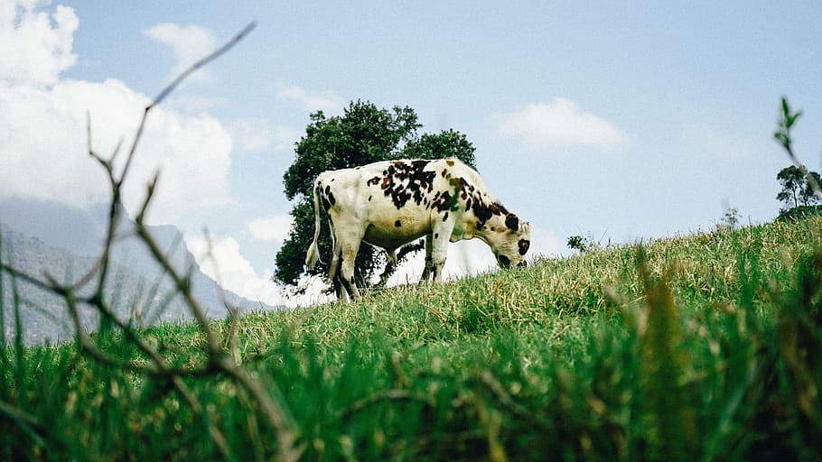 cow, grass, clouds, sky, green, farm, milk, trees, nature, animal themes HD wallpaper