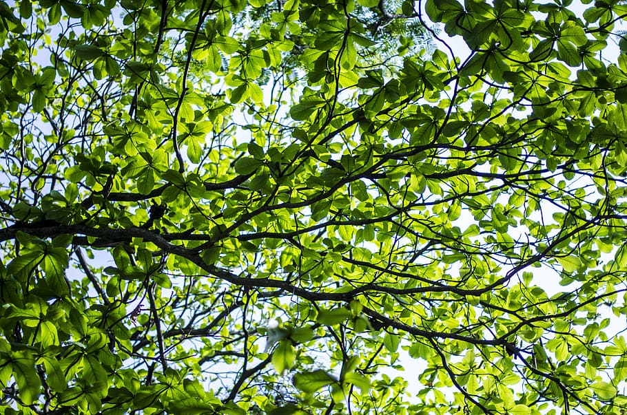 low angle photography of green leafed tree, background, silver HD wallpaper