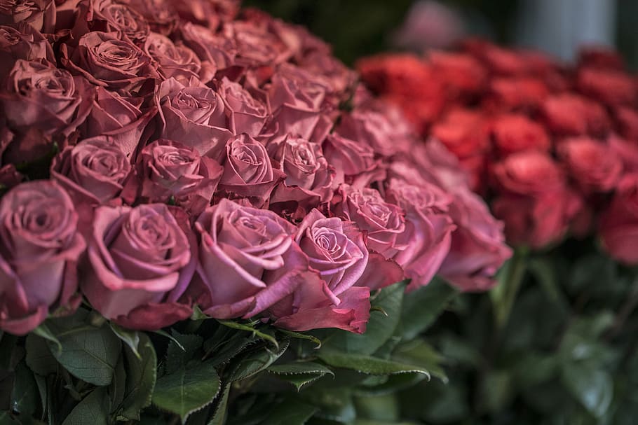pink rose bouquet, roses, flower, market, nature, love, petal, HD wallpaper