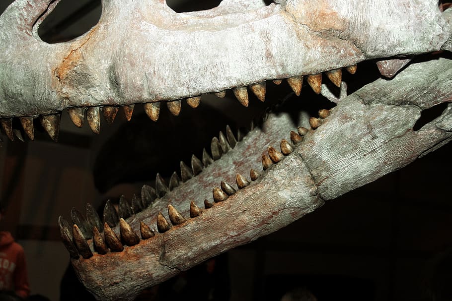 dinosaur, fossils, skeleton, tooth, bone, skull, teeth, excavation HD wallpaper