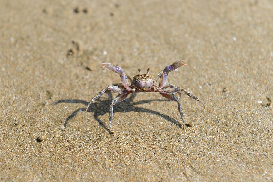 crab, bathing beach, sea, sand, animal, nature, claw, wildlife HD wallpaper