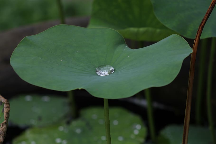 water droplet on green taro plant leaf, lotus, blu, thailand
