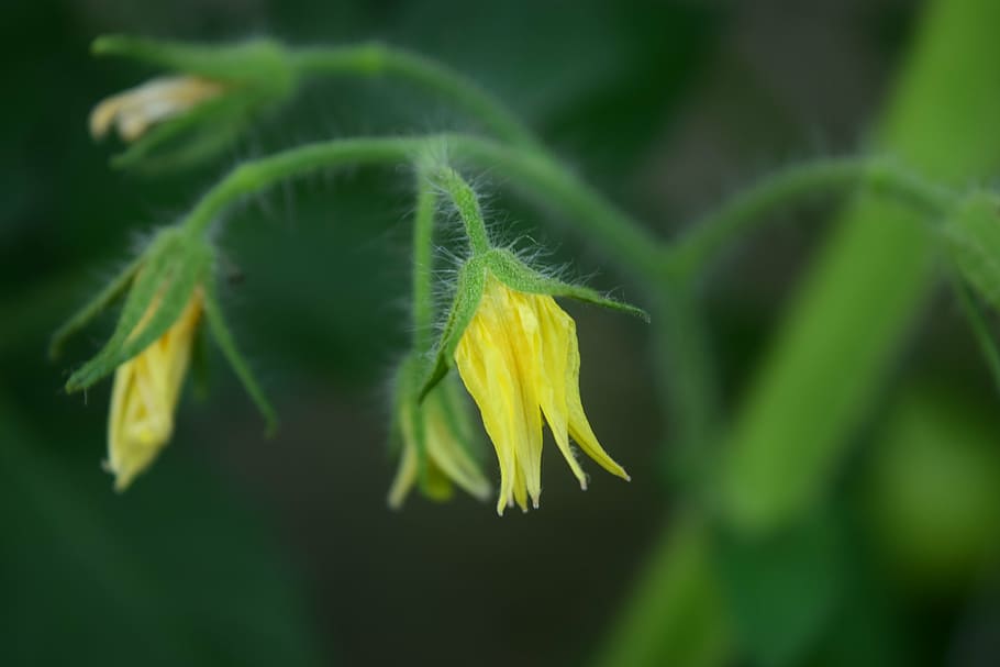 tomato flower, garden, yellow, summer, nature, plant, close-up HD wallpaper