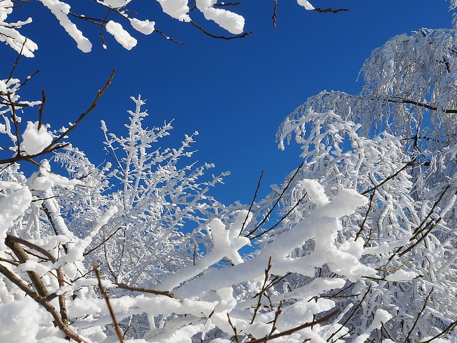 snow, wintry, cold, trees, branches, icy, day, blue sky, plant HD wallpaper
